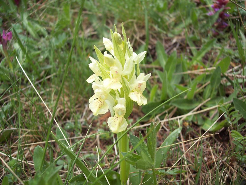 Fiori montani dalla Valle d''Aosta